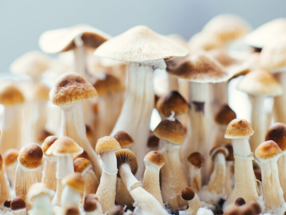 Duik in de Wereld van Magic Mushrooms: Effecten, Veiligheidsmaatregelen en Therapeutische Toepassingen