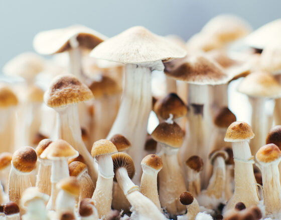 Duik in de Wereld van Magic Mushrooms: Effecten, Veiligheidsmaatregelen en Therapeutische Toepassingen